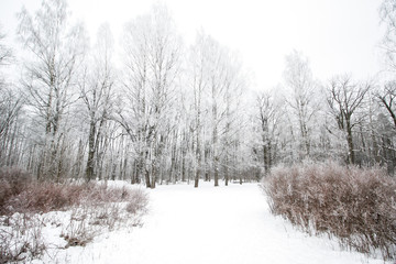 Beautiful winter landscape view of frozen forest.