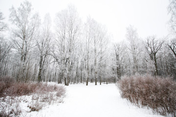 Fototapeta premium Beautiful cold winter landscape view with white snow.