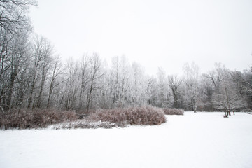 Beautiful winter landscape view of frozen forest.