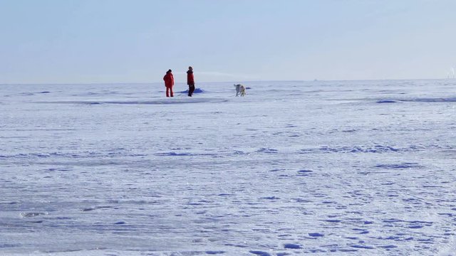 Two people and dog walking along snowy ice of frozen sea beach. Day. Baltic sea.