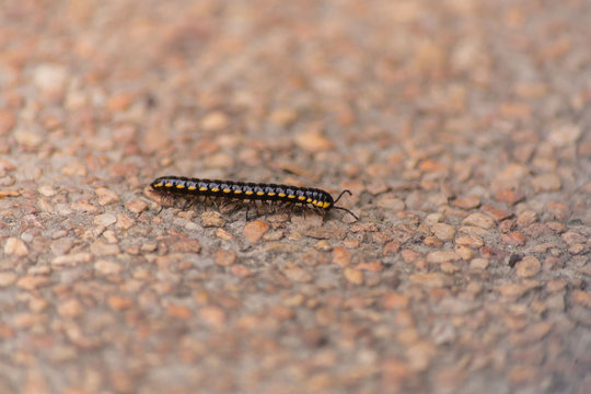 millipede crawling on wash-out concrete  in a black yellow color, animal macro photography 