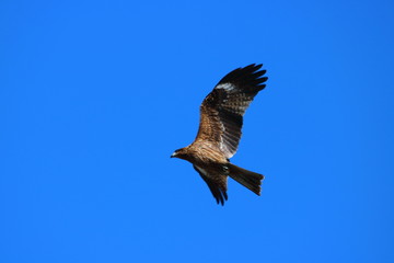 Obraz premium トンビ（鳶）