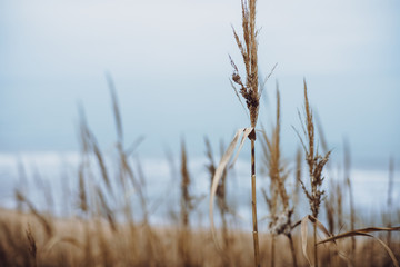 autumn color of vegetation