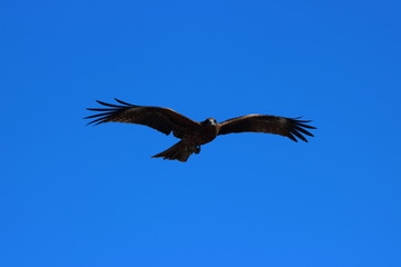 トンビ（鳶）