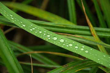 Drops of water of different sizes on the grass in the morning