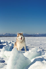 Beautiful Siberian husky dog standing on ice floe and snow on the frozen sea background.