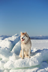 Gorgeous Siberian husky dog sitting on ice floe and snow on the frozen sea background.