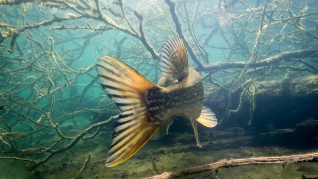 Tail fin of Northern pike cinemagraph animation