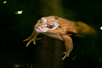 Close-up of brown frog poking its head out of the water pond.