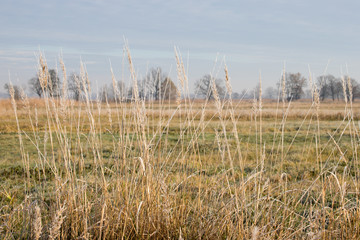 Grass in a meadow in winter