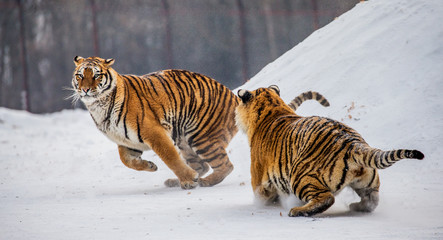 Fototapeta premium Dwa tygrysy syberyjskie (amurskie) bawią się ze sobą na zaśnieżonej polanie. Chiny. Harbin. Prowincja Mudanjiang. Park Hengdaohezi. Park Tygrysów Syberyjskich. Zimowy. Mocny mróz. (Panthera tgris altaica)