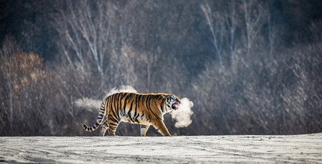 Fototapeta premium Siberian (Amur) tiger walks in a snowy glade in a cloud of steam in a hard frost. Very unusual image. China. Harbin. Mudanjiang province. Hengdaohezi park. Siberian Tiger Park. Winter. (Panthera tgris