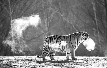 Siberian (Amur) tiger walks in a snowy glade in a cloud of steam in a hard frost.  Black and white....