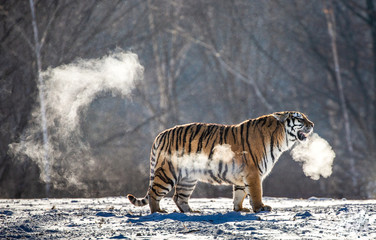 Siberian (Amur) tiger walks in a snowy glade in a cloud of steam in a hard frost. Very unusual...
