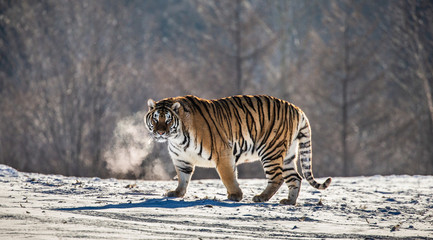 Siberian (Amur) tiger walks in a snowy glade in a cloud of steam in a hard frost. Very unusual...