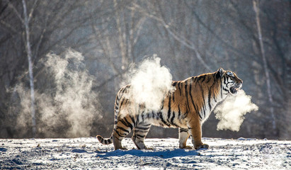 Siberian (Amur) tiger walks in a snowy glade in a cloud of steam in a hard frost. Very unusual...