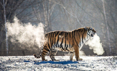 Siberian (Amur) tiger walks in a snowy glade in a cloud of steam in a hard frost. Very unusual...
