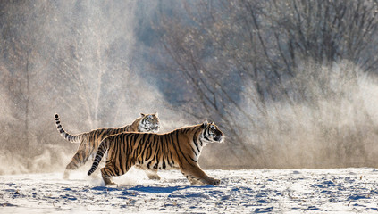 Fototapeta na wymiar Siberian (Amur) tigers in a snowy glade catch their prey. Very dynamic shot. China. Harbin. Mudanjiang province. Hengdaohezi park. Siberian Tiger Park. Winter. Hard frost. (Panthera tgris altaica)