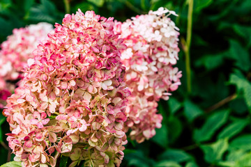 Many Pink Hydrangea Flowers Growing in the Garden With Blurred Background and Free Space for Text - Sunny Autumn Day