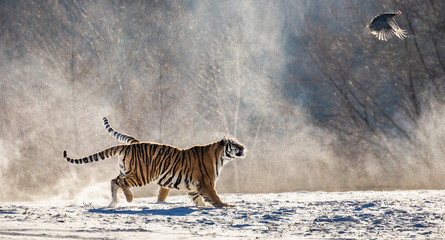 Fototapeta na wymiar Siberian (Amur) tigers in a snowy glade catch their prey. Very dynamic shot. China. Harbin. Mudanjiang province. Hengdaohezi park. Siberian Tiger Park. Winter. Hard frost. (Panthera tgris altaica)