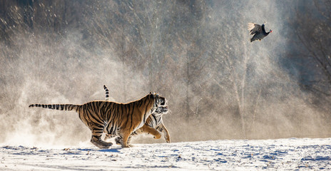 Plakat Siberian (Amur) tigers in a snowy glade catch their prey. Very dynamic shot. China. Harbin. Mudanjiang province. Hengdaohezi park. Siberian Tiger Park. Winter. Hard frost. (Panthera tgris altaica)