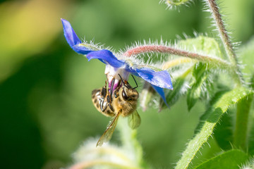 Closeup of honey bee (Apis mellifera) on Borage (Borago officinalis) flower
