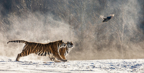 Obraz na płótnie Canvas Siberian (Amur) tigers in a snowy glade catch their prey. Very dynamic shot. China. Harbin. Mudanjiang province. Hengdaohezi park. Siberian Tiger Park. Winter. Hard frost. (Panthera tgris altaica)