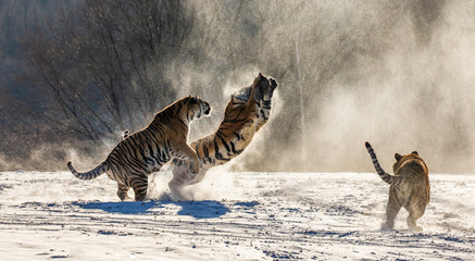 Naklejka na ściany i meble Siberian (Amur) tigers in a snowy glade catch their prey. Very dynamic shot. China. Harbin. Mudanjiang province. Hengdaohezi park. Siberian Tiger Park. (Panthera tgris altaica)
