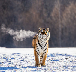Siberian (Amur) tiger walks in a snowy glade in a cloud of steam in a hard frost. Very unusual...