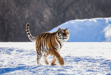 Siberian (Amur) tiger walks in a snowy glade in a cloud of steam in a hard frost. Very unusual image. China. Harbin. Mudanjiang province. Hengdaohezi park. Siberian Tiger Park. Winter. (Panthera tgris