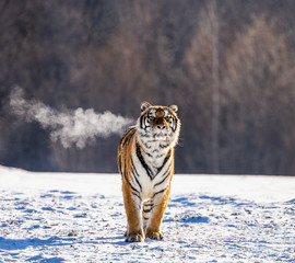 Naklejka premium Siberian (Amur) tiger walks in a snowy glade in a cloud of steam in a hard frost. Very unusual image. China. Harbin. Mudanjiang province. Hengdaohezi park. Siberian Tiger Park. Winter. (Panthera tgris