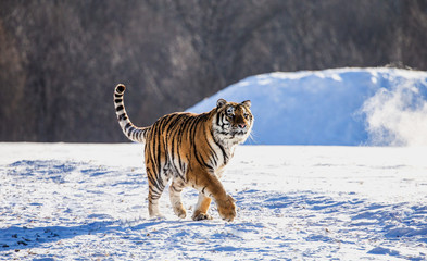 Siberian (Amur) tiger walks in a snowy glade in a cloud of steam in a hard frost. Very unusual...
