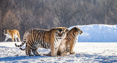 Fototapeta premium Pair of Siberian (Amur) tigers in a snowy glade. China. Harbin. Mudanjiang province. Hengdaohezi park. Siberian Tiger Park. Winter. Hard frost. (Panthera tgris altaica)