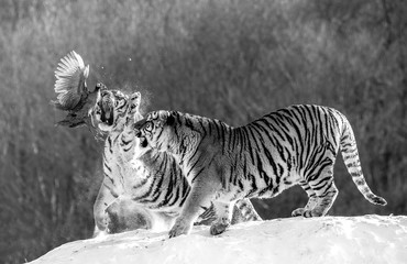Obraz na płótnie Canvas Two Siberian (Amur) tigers stand on a snow-covered hill and catch prey. Black and white. China. Harbin. Mudanjiang province. Hengdaohezi park. Siberian Tiger Park. Winter. Hard frost. (Panthera tgris 