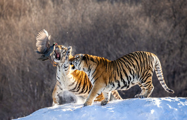 Fototapeta premium Dwa tygrysy syberyjskie (amurskie) stoją na zaśnieżonym wzgórzu i łapią zdobycz. Chiny. Harbin. Prowincja Mudanjiang. Park Hengdaohezi. Park Tygrysów Syberyjskich. Zimowy. Mocny mróz. (Panthera tgris altaica)