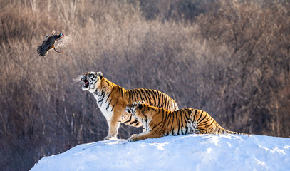 Two Siberian(Amur)  tigers stand on a snow-covered hill and catch prey. China. Harbin. Mudanjiang province. Hengdaohezi park. Siberian Tiger Park. Winter. Hard frost. (Panthera tgris altaica)