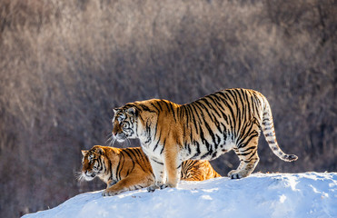 Two Siberian (Amur)  tigers on a snow-covered hill. China. Harbin. Mudanjiang province. Hengdaohezi park. Siberian Tiger Park. (Panthera tgris altaica)