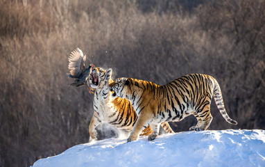 Obraz na płótnie Canvas Two Siberian(Amur) tigers stand on a snow-covered hill and catch prey. China. Harbin. Mudanjiang province. Hengdaohezi park. Siberian Tiger Park. Winter. Hard frost. (Panthera tgris altaica)