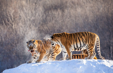 Fototapeta na wymiar Two Siberian(Amur) tigers stand on a snow-covered hill and catch prey. China. Harbin. Mudanjiang province. Hengdaohezi park. Siberian Tiger Park. Winter. Hard frost. (Panthera tgris altaica)