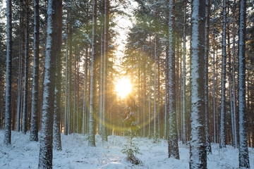 Naklejka premium Halo