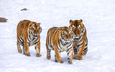 Three Siberian (Amur) tigers are walking in a snowy glade. China. Harbin. Mudanjiang province. Hengdaohezi park. Siberian Tiger Park. Winter. Hard frost. (Panthera tgris altaica)