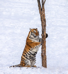 Siberian (Amur) Tiger scratching tree on a snowy glade. China. Harbin. Mudanjiang province....