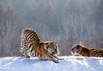 Fototapeta na wymiar Siberian (Amur) tiger is stretching while standing on a snowy meadow against the background of a winter forest. China. Harbin. Mudanjiang province. Hengdaohezi park. Siberian Tiger Park. (Panthera tgr