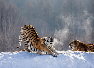 Fototapeta premium Tygrys syberyjski (amurski) rozciąga się stojąc na zaśnieżonej łące na tle zimowego lasu. Chiny. Harbin. Prowincja Mudanjiang. Park Hengdaohezi. Park Tygrysów Syberyjskich. (Panthera tgr
