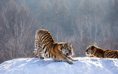 Fototapeta premium Siberian (Amur) tiger is stretching while standing on a snowy meadow against the background of a winter forest. China. Harbin. Mudanjiang province. Hengdaohezi park. Siberian Tiger Park. (Panthera tgr