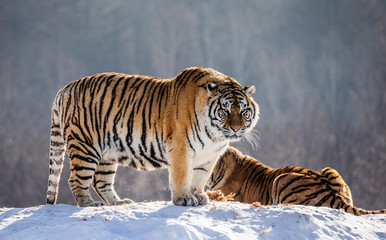 Fototapeta na wymiar Two Siberian (Amur) tigers on a snow-covered hill. China. Harbin. Mudanjiang province. Hengdaohezi park. Siberian Tiger Park. (Panthera tgris altaica)