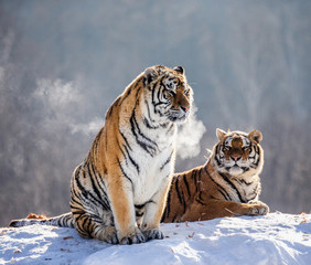 Two Siberian (Amur)  tigers on a snow-covered hill. China. Harbin. Mudanjiang province. Hengdaohezi park. Siberian Tiger Park. (Panthera tgris altaica)
