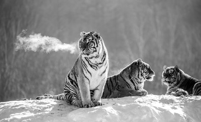 Two Siberian (Amur)  tigers on a snow-covered hill. China. Harbin. Mudanjiang province. Hengdaohezi...