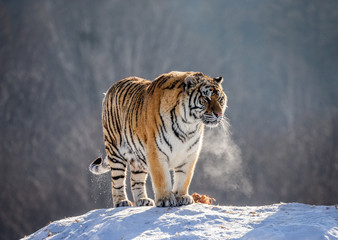Siberian (Amur) tiger is standing on a snowy hill on a background of winter trees. China. Harbin....