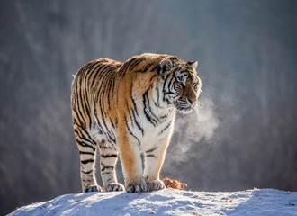 Siberian (Amur) tiger is standing on a snowy hill on a background of winter trees. China. Harbin. Mudanjiang province. Hengdaohezi park. Siberian Tiger Park. Winter. Hard frost. (Panthera tgris altaic